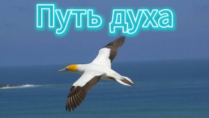 "Путь духа" - музыка и полёты над водой