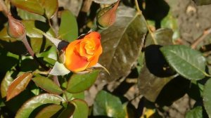 15=09=2025  ник   (152)