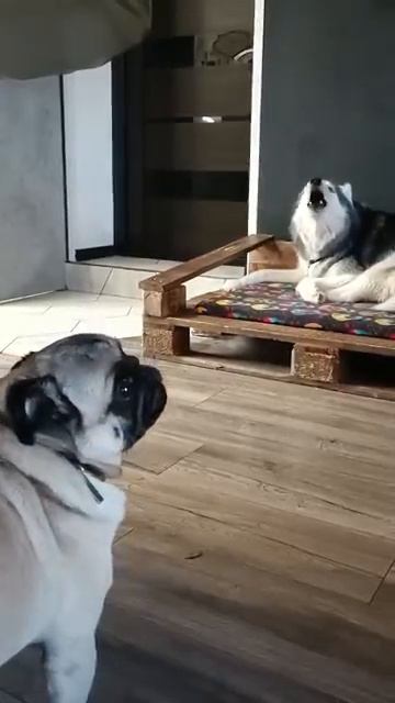 Реквием по Сане смотреть онлайн