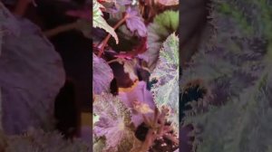 обзор полочки с бегониями