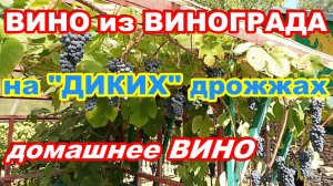 ВИНО из ВИНОГРАДА на "ДИКИХ" ДРОЖЖАХ ! ДОМАШНЕЕ ВИНО !