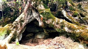 500 летнее дерево с пещерой..