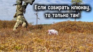 За КЛЮКВОЙ на болото. Посадили КАРТОШКУ В ЛЕСУ, проверяем урожай!