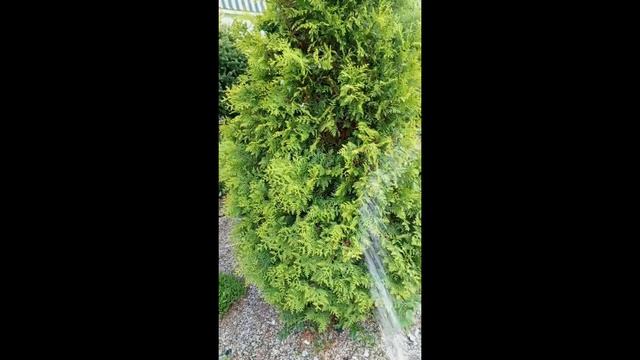 Весна в саду.