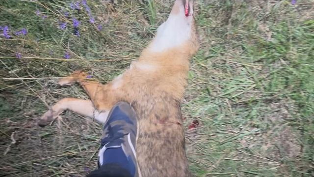 Охота на шакала. Случайные встречи с ними смотреть онлайн