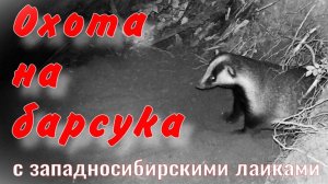 За барсуком западносибирскими лайками отправился за грибами нашёл заброшенную избу барсучий городок