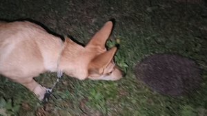 Донна: первое знакомство с ёжиком...