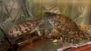 красноухие черепахи