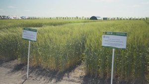 Волгоградский сельхозпроизводитель рассказывает о своем опыте страхования урожая