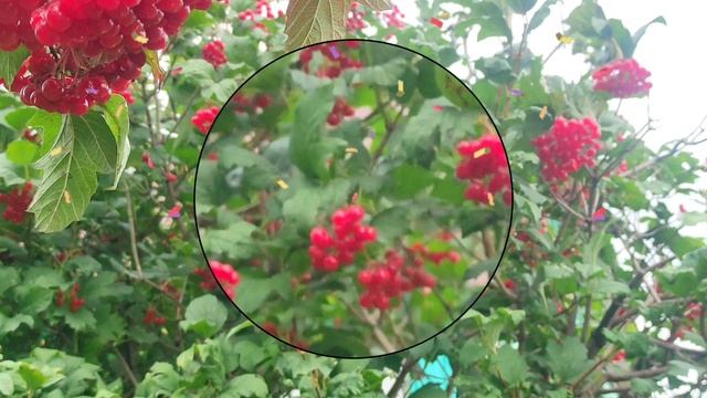 19-09-2025 Осень в деревни 🧺 смотреть онлайн