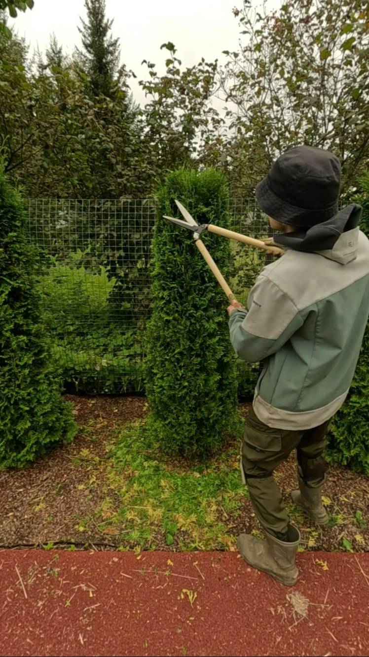 Преображение туи