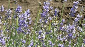 15=09=2025  ник   (236)