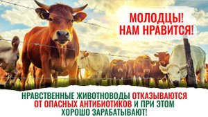 Кормовые добавки Ветоспорин + Услада для стада — это большие привесы и здоровье животных