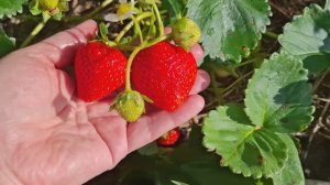 Чищу цветник/Купила гортензии и Мурано/Обзор огорода/Посеяла сидераты