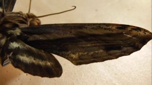 БРАЖНИКИ: 633. Xylophanes guianensis