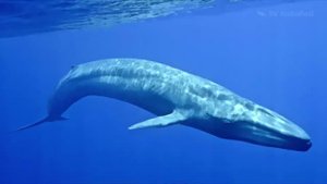 На каком расстоянии могут слышать друг друга Синие киты (Blue whale) — Balaenoptera musculus ?