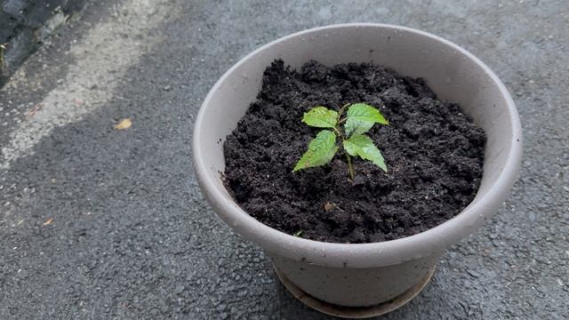 Сакура не сможет в осеннюю погоду расти