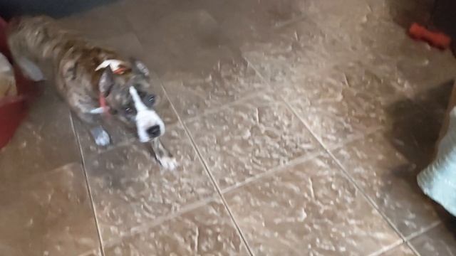 Tcenniy Prize Floret Scarlet 11 лет!