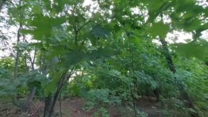 В поисках Лёни-роботехника: приключение щенка Чижика и голоса за кадром