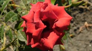 15=09=2025  ник   (124)