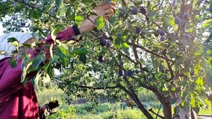 Условия деревенской жизни