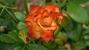 19=09=2025  кмр   (4)