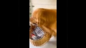 Видео от МЯУтаверс – как метавселенная, но с котами