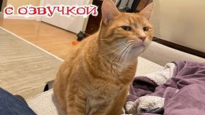 Приколы с котами! С ОЗВУЧКОЙ! Самые смешные коты! Приколы с животными!