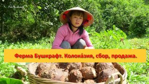 Ферма Бушкрафт в Пханге. Вьетнам. Колока́зия, сбор, продажа