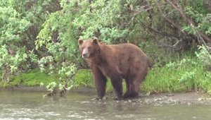 Здесь медведей больше, чем людей....