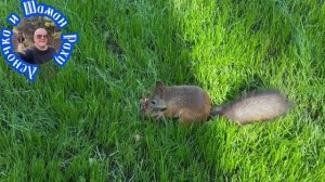 Белки 🐿️ ЯнганТау