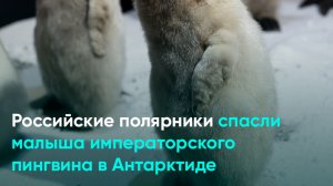 Российские полярники спасли малыша императорского пингвина в Антарктиде