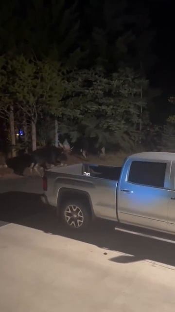 Гон лося.Битва лосей