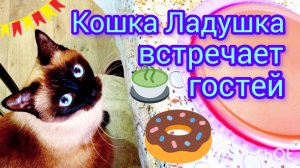 Смешная🐱кошка😂Ладушка #прикольныекотики #смешныекоты #cat's