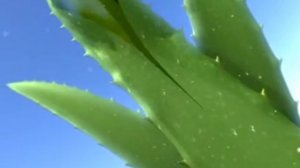 Doshirak ALOE