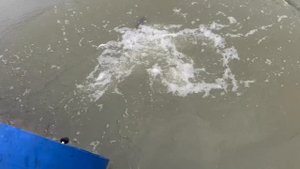 Субботнее зарыбление форелью малого водоема