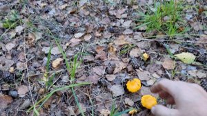 прокатились в лес за грибами