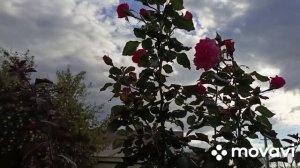 20 сентября другую комнату начали ремонтировать.Немного красоты.Чищу серебро