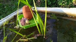 №22. Колобок Игорь и котик Пирог на лодке.