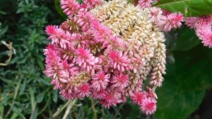 19=09=2025  кмр   (26)