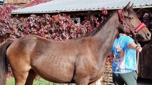 Биг Хоуп ( Хьюго Биг Босс хх - Овация трк-дон.)