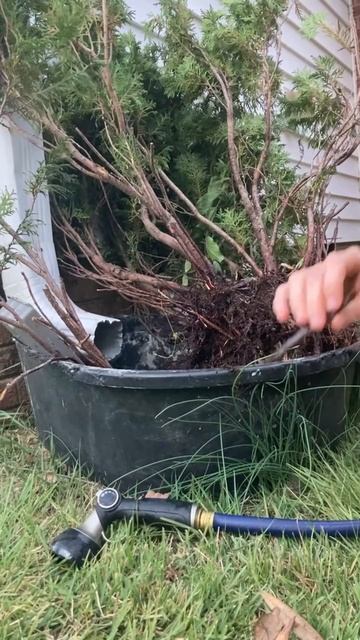 Подобрала выброшенный можжевельник - готовлю к посадке. Исполняю мечты мужа