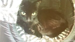 Наша суббота с 🖥️🍵с Любимка и🐈🐈🐈💗20.09.2025🌤️+20