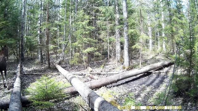 Лосиха в лесу пришла на солонец