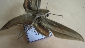 БРАЖНИКИ: 638. Xylophanes loelia