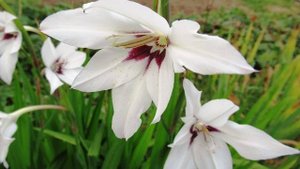 Цветок Ацидантера или Душистый гладиоус: выращивание в открытом грунте