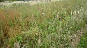 РАСТЕНИЕ ПИЖМА   ОТ ГЛИСТОВ И ОСТРИЦ