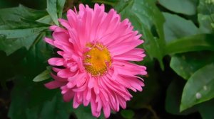 19=09=2025  кмр   (19)