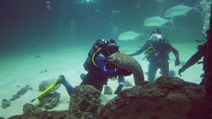 Питомцы Москвариума. Главный морской аквариум. Акулы и скаты.