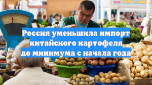 Россия уменьшила импорт китайского картофеля до минимума с начала года